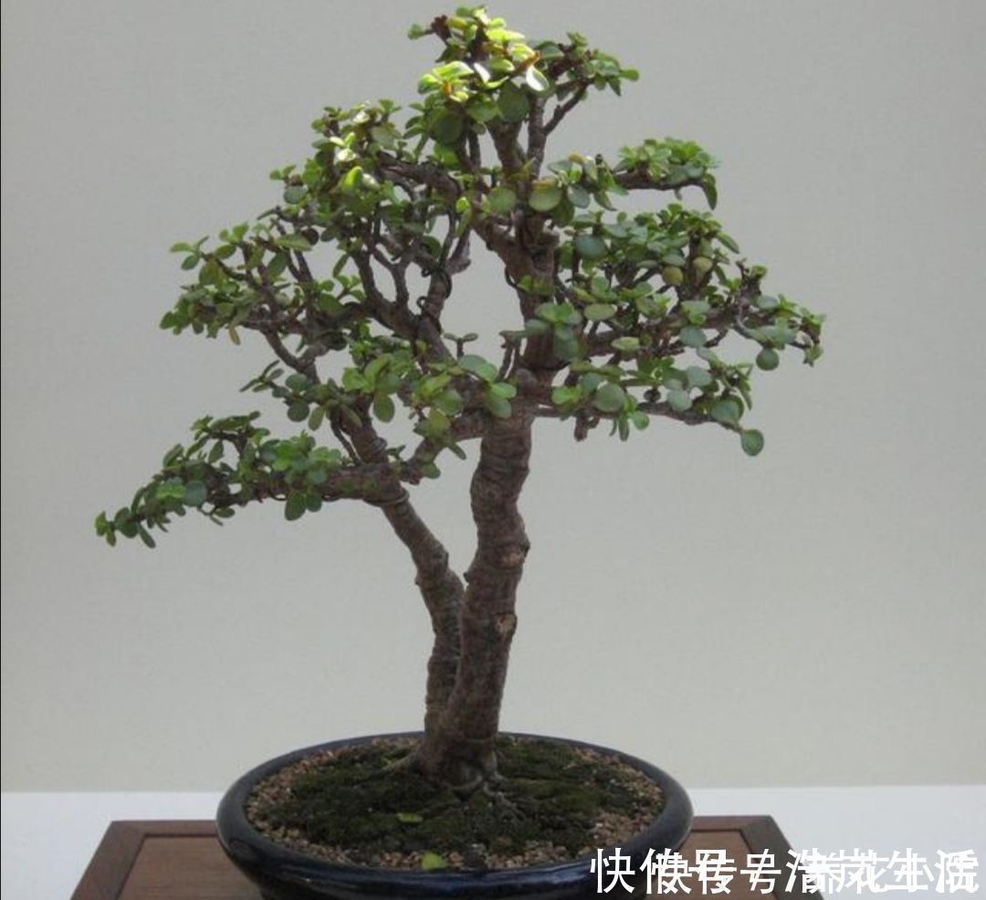 金枝玉叶,养成造型优美的盆景,需要做好几个关键事项