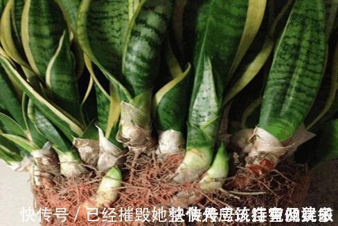 新芽|虎皮兰“长得慢”扒开土喂点“出芽肥”,新芽就像“竹笋”