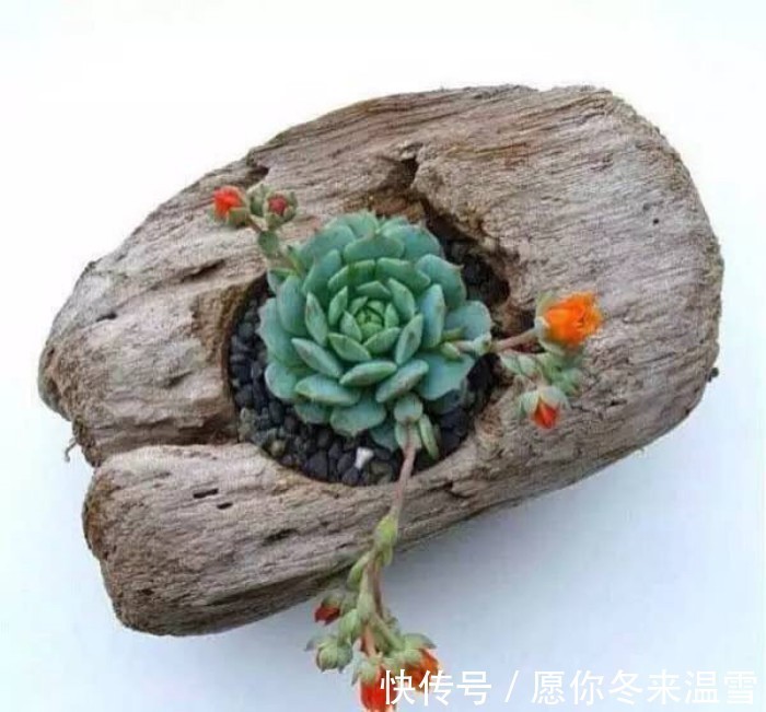 生活中的5种垃圾,都是养多肉的“宝贝”,能做花盆、能做土壤