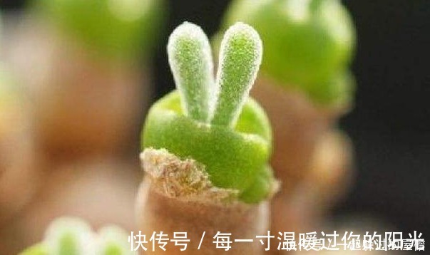 此花就像熊猫的爪子,花语是珍贵,保佑主人一帆风顺!