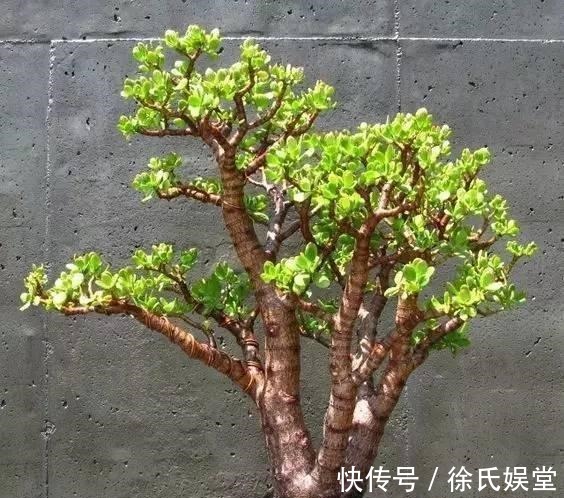 浇水|马齿笕树养5年,变成老桩盆景很值钱,做5步就实现