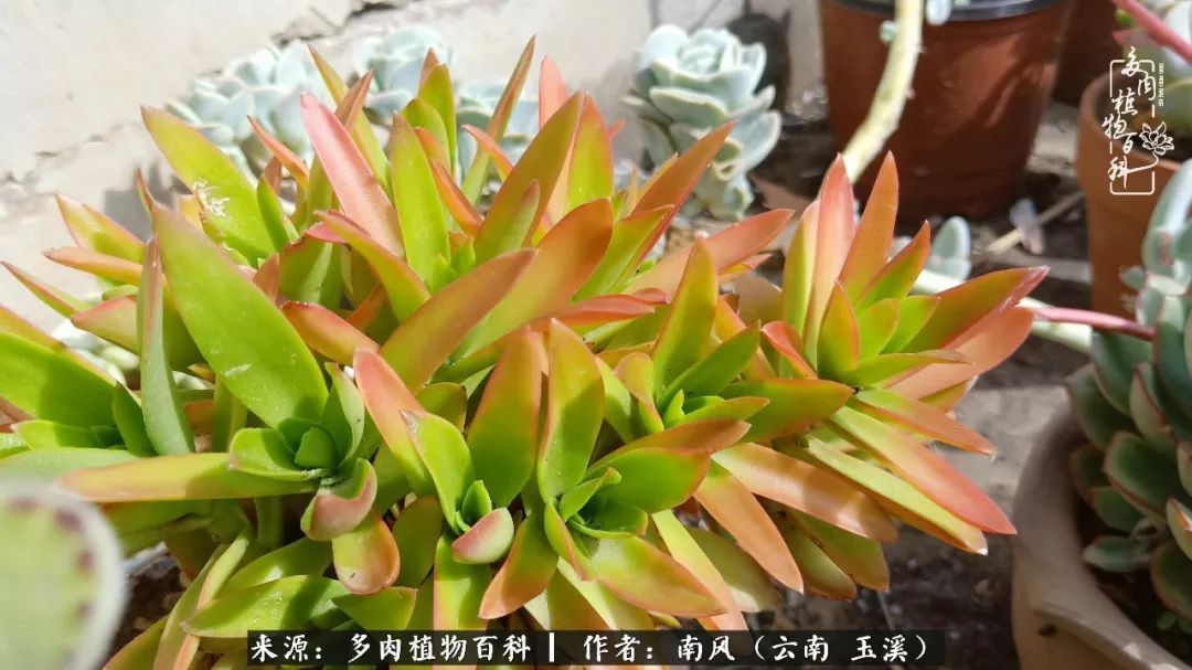 从小喜欢绿植，后来遇见多肉，情不知所起，那就再接再厉！