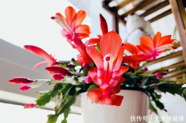 开始养蟹爪兰,教你4个方法,叶尖早早冒花苞,开花多