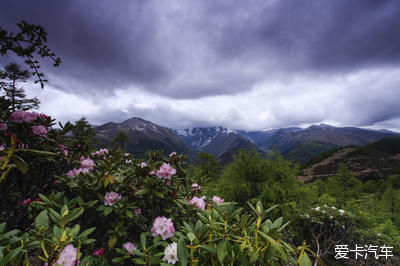 中国最美森林之白马雪山高山杜鹃林 （云南）