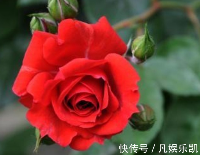 月季|此花，比“菊花、月季”都美，好养易活，花香似香水，女性最爱