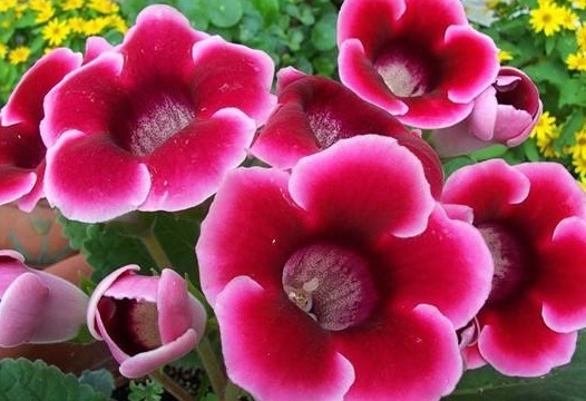 养花就养这种花，植株小巧又玲珑，枝繁叶茂，花朵姹紫嫣红，美艳