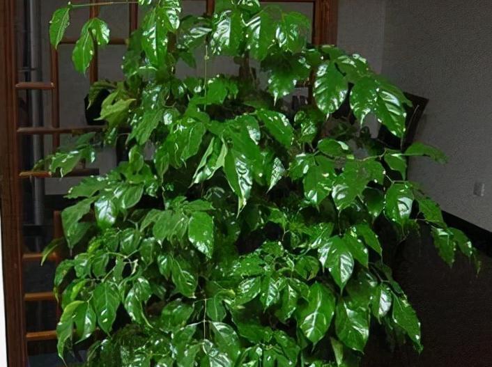 客厅|4种树,有钱人都会搬到客厅养,身体更好更招财