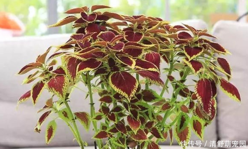 矾根|被”惊艳“到的5种”观叶花“,叶子比花漂亮100倍,1年都是花期