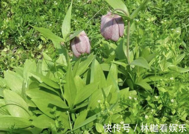植株|在山谷，看到1种“杂草”请珍惜，它价值高，“1千元”1斤，珍贵