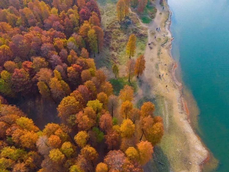 红杉林|这片风景，最近“红”遍余姚人的朋友圈