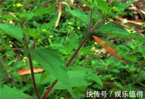 风湿性关节炎|农村长的“粘糊菜”，专治风湿关节炎，多数人都不了解