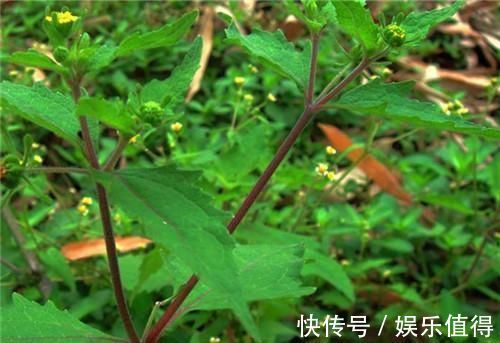 风湿性关节炎|农村长的“粘糊菜”,专治风湿关节炎,多数人都不了解