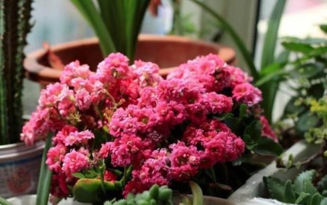 花谢|长寿花谢后别闲着,学会3个“巧”,多次开花易如反掌,花量也大
