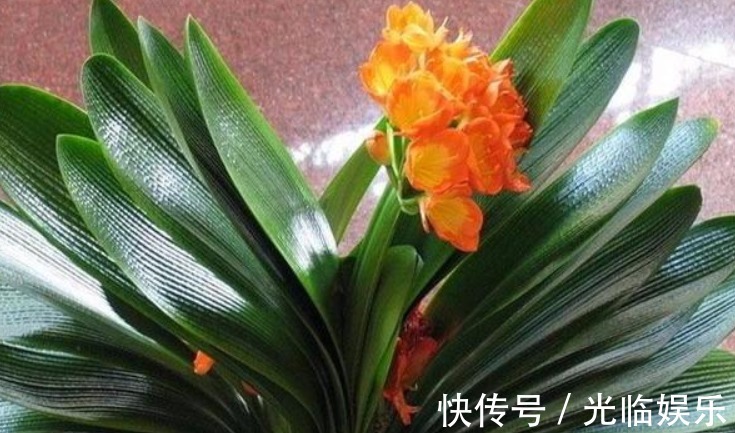 1种“天然油脂”埋盆里,君子兰爆盆了,开得盆里“挤不下”