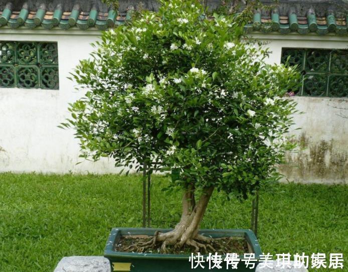 家里种上1种“香水花”,清香四溢空气更清新,一开就是小半年