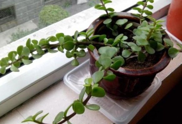 得更|客厅最适合养这种“花”,不仅能乌发,还开花100天,赶紧养1盆