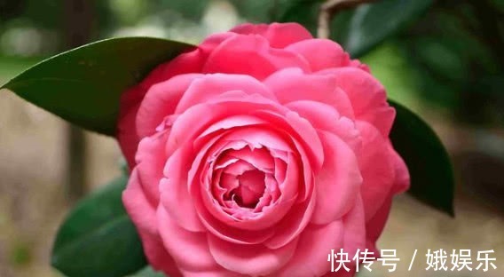 酸性|养杜鹃、茶花，不长新叶不开花，学会1招，年年开花，花开满盆！