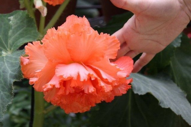 以下几种盆栽花卉,好看又好养,花期也长,可以四季开花