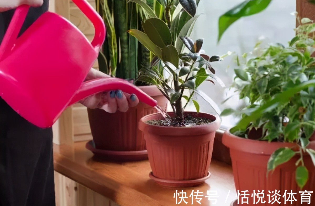自来水|养花浇了这3种水，结局轻则伤根枯叶、重则浇一盆挂一盆