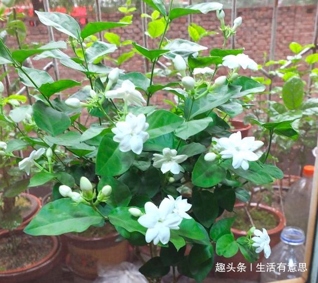 茉莉花别乱施肥，用2个“小妙招”，轻松开爆盆，别说没告诉你