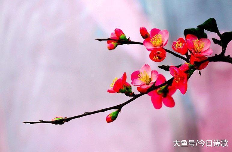 诗人&读完苏轼的这首诗, 才发现爱花原来也能那么痴情!