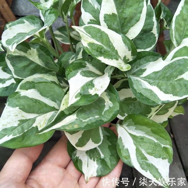 葛绿萝|绿萝品种真不少,数一数5-6种,个个高颜值,看看你养了几种