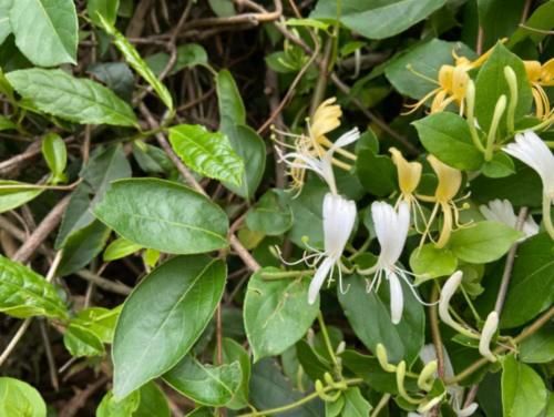 木犀草素苷|让肺部“容光焕发”的不是金银花，呼吸科： 若你爱吃，肺部清洁通透