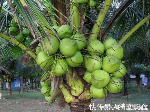 海边发了芽的椰子,才是真正的宝贝,里面这东西好吃极了