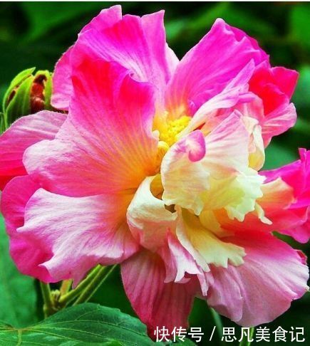 四季|养这些花朵，四季开花不断，好养易爆盆，雍容华贵