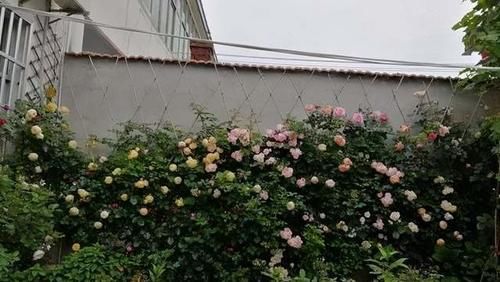藤本月季，是制作花墙的优质素材，掌握2个小技巧，还能快速成型
