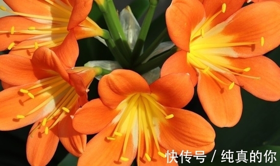 文竹|这15种花,夏天不能暴晒,否则就剩空盆了