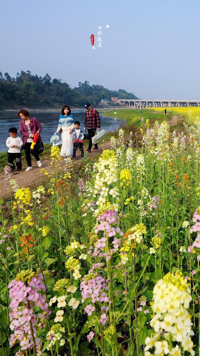 峨眉河畔，七彩油菜花惊艳绽放