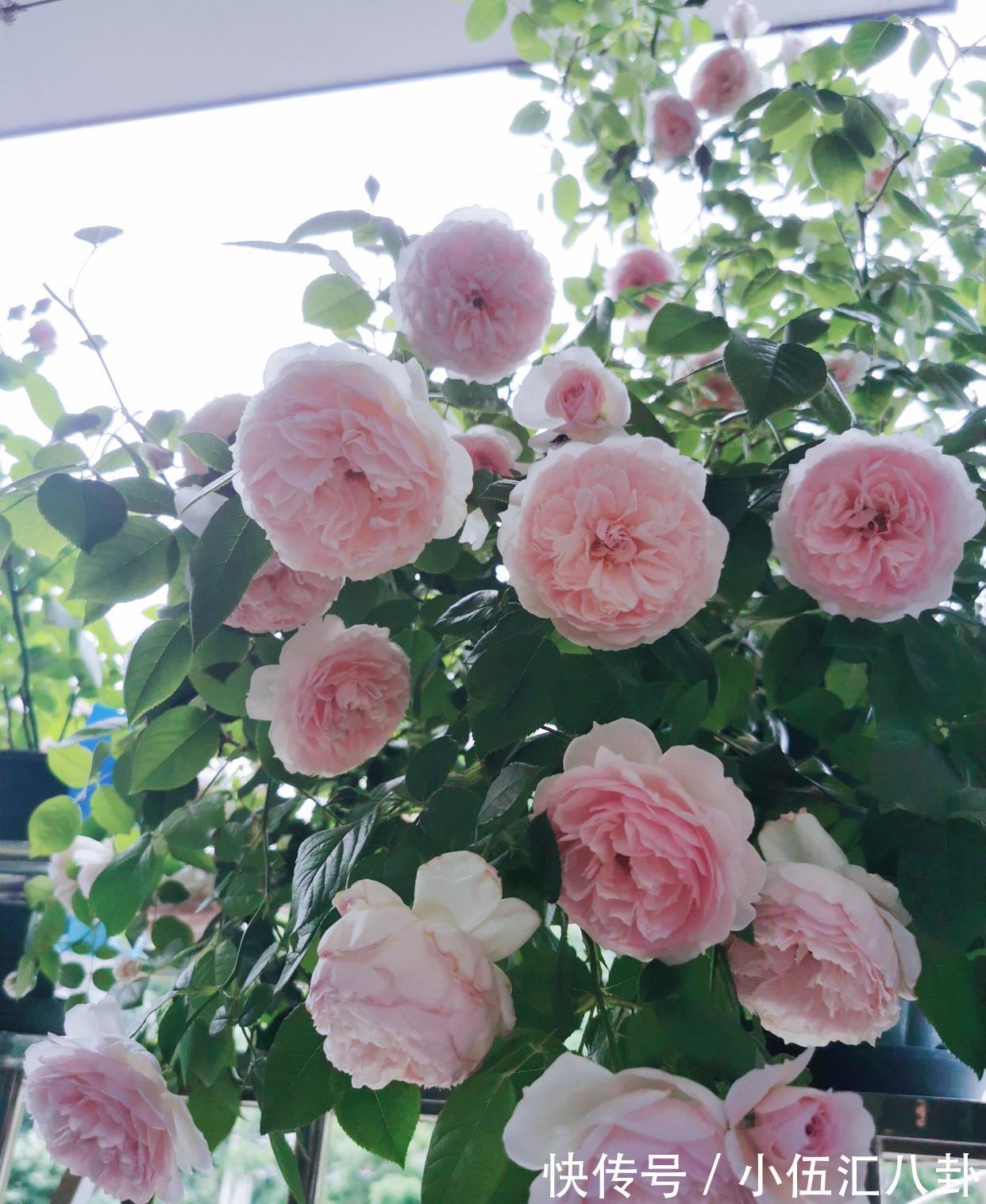 仙女|月季花界的“仙女”，又美又仙，浓香四溢，阳台也能养