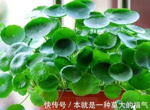 宫灯|4种花适合新手养，不用费心，家里养两盆，旺财又旺宅