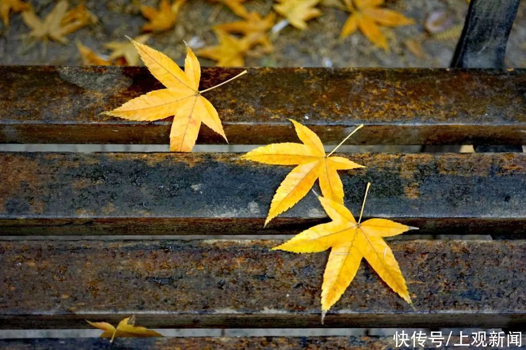 冬雨|冬雨浸润后的共青，别样动人