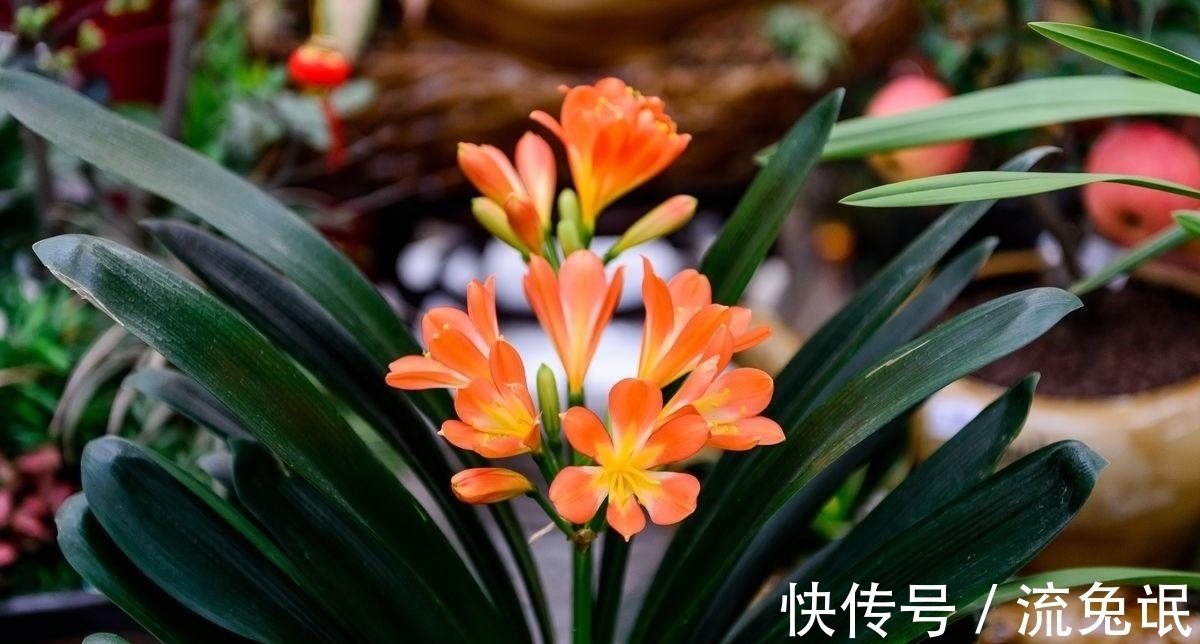 玉树|养花遇到这几种情况,花要换盆!换盆后管理技巧