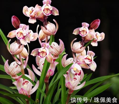 以“香味”著名的兰花，正格荷瓣，花香四溢，易芽易花，四季开花