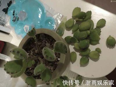 多肉植物|夏天多肉的3个“臭德行”，教你几个绝招，轻松度夏