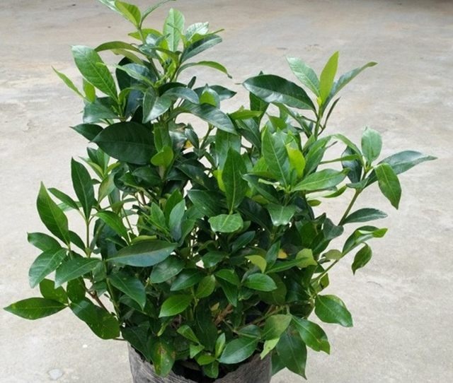 想要养好花!首先要让它营养均衡!这样才能年年开花!不黄叶枯萎