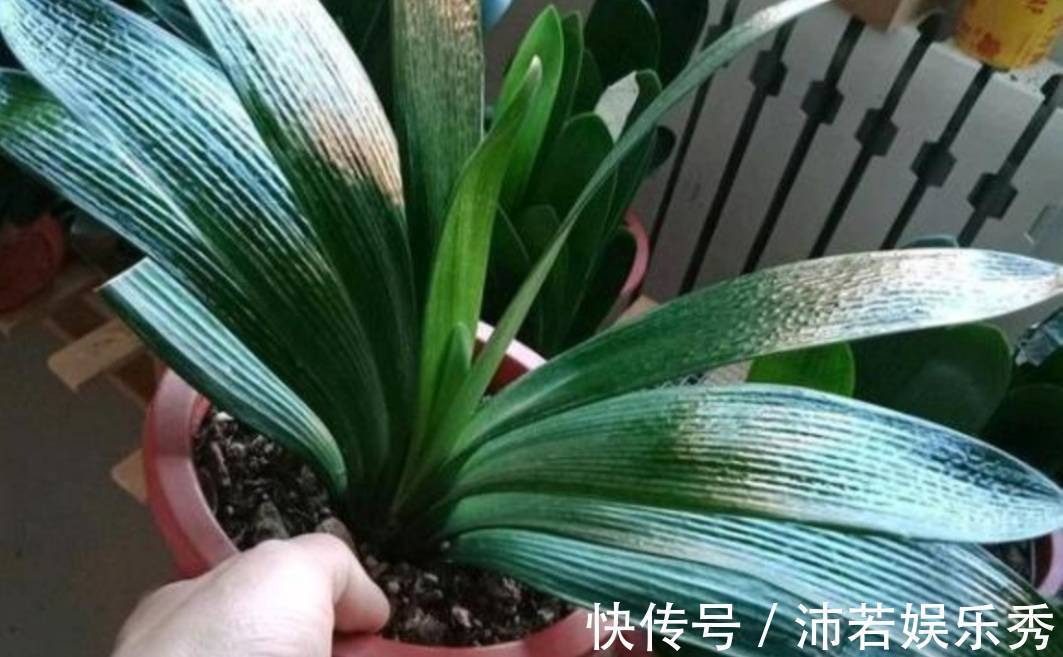 花芽|天气转凉,君子兰恢复生长,给它做好4件事,有助于开花