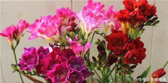 “天价”的兰花,比不上这种“土兰花”,香气飘十里,七仙女下凡!