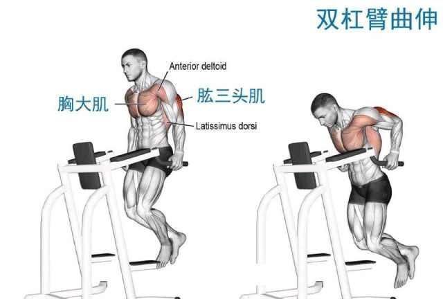 最低处|同一个动作,不同的握法,用它练胸大肌和三头肌最合适不过了