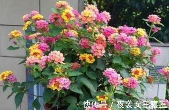 聪明人都养几种花,财运越来越好,顺顺利利,添福、旺财长势好!