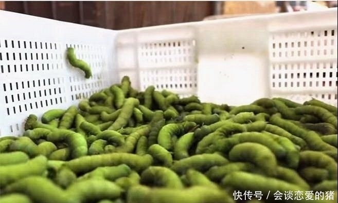 食客狂吃“青肥虫”，称比糖心蛋还嫩，让人头皮发麻