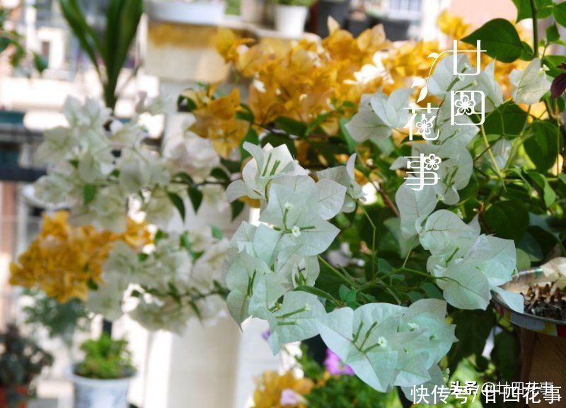 三角梅开花少？除了控水，还有3个“关键”，掌握好满枝都是花