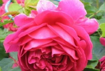 喜欢菊花，不如养盆“高档玫瑰”麦金琪夫人，高贵冷艳，飘香四溢