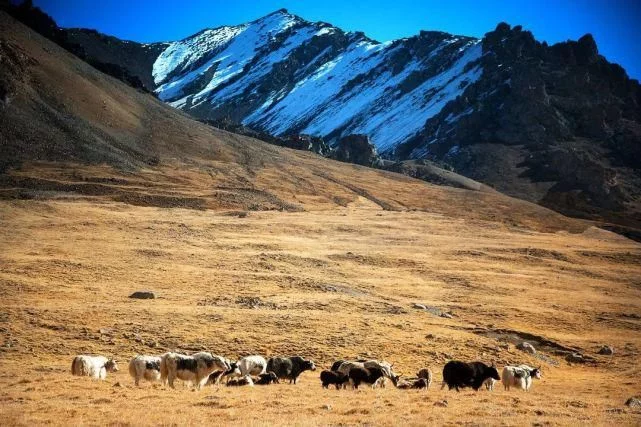 美丽中国-337-：横亘、狼塔