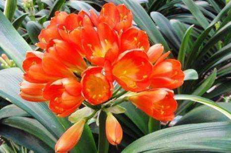 君子兰重在养根，水肥要注意，养出肉质根自然枝叶绿