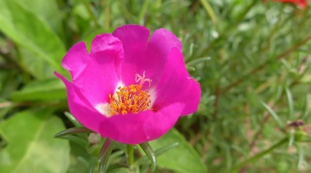 不停|养花还用操心这5种花你肯定没养,一年四季开不停