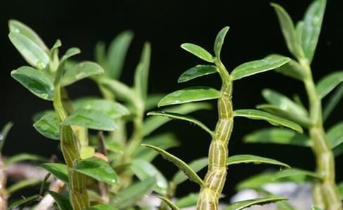 药用价值|农村常见的一种野菜，有药用价值，对我们人体多种症状有缓解作用